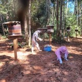 Indea-MT investiga mortes abelhas brasnorte