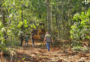 extração de madeira ilegal em Mato Grosso