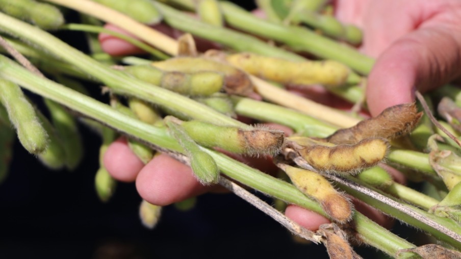 Podridão da soja: cultivares têm níveis diferentes de suscetibilidade, diz pesquisa