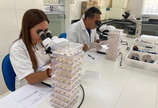 Laboratório Indea Mato Grosso análise de sementes