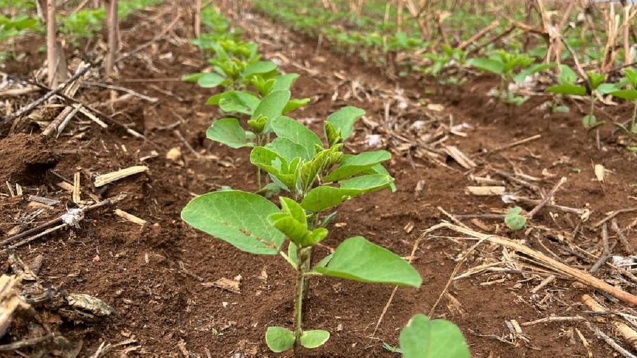 Prazo para plantio de soja tem alterações neste final de ano em Mato Grosso  do Sul - Acrissul