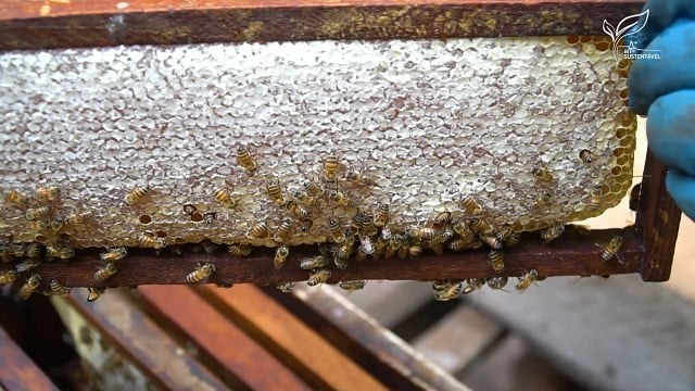 produção de mel mt sustentável