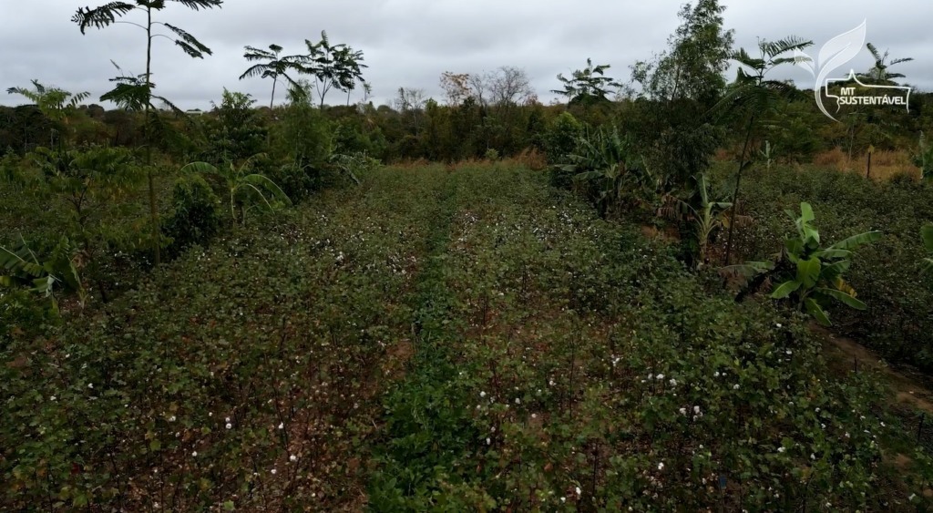 algodão agroflorestal mt sustentável foto leandro balbino canal rural mato grosso2