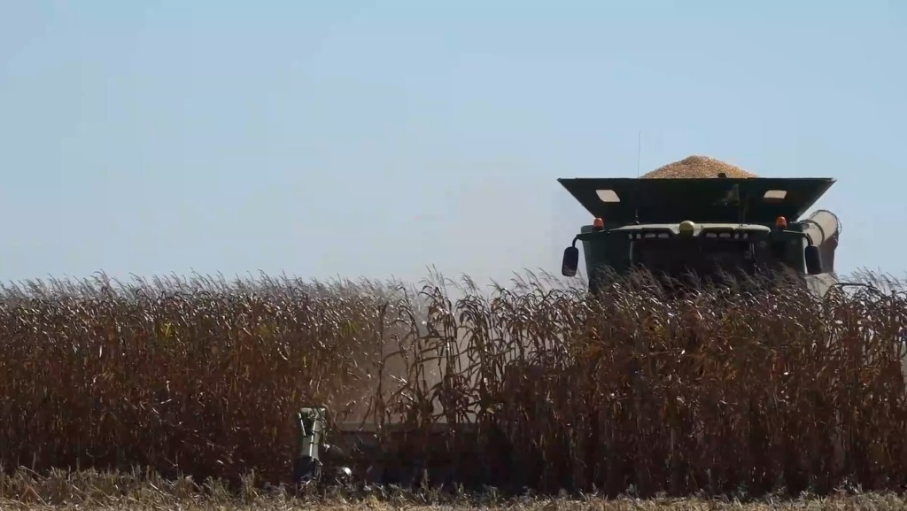 especial mais milho fazenda stein sapezal foto leandro balbino canal rural mato grosso1