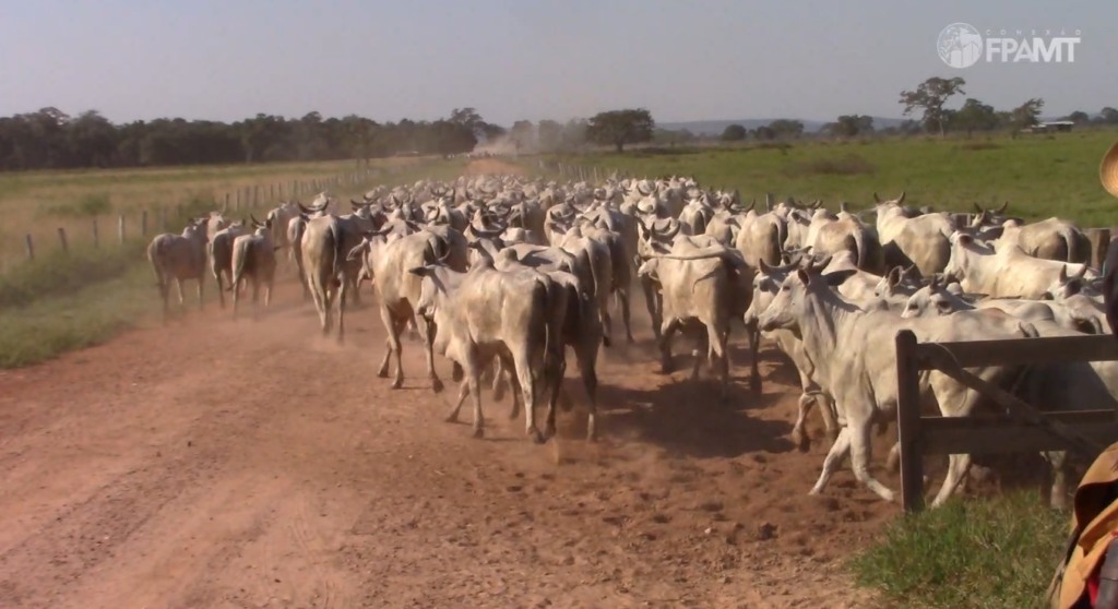 gado bovinos abates boi rebanho foto canal rural mato grosso1