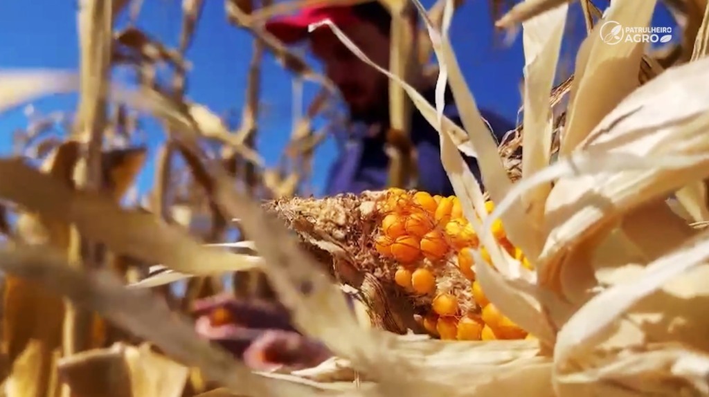 patrulheiro agro soja milho pedro silvestre canal rural mato grosso1