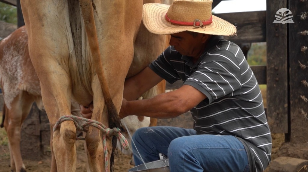 senar transforma ateg leite foto canal rural mato grosso