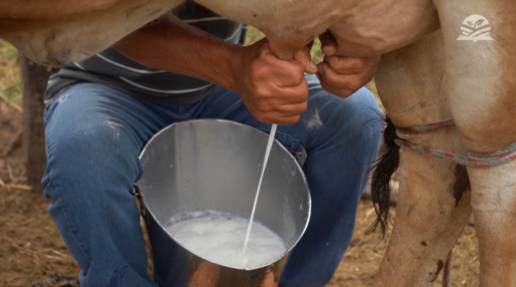 senar transforma ateg leite foto canal rural mato grosso1