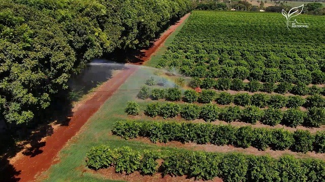 MT Sustentável produção de laranja fertirrigação foto Leandro Balbino Canal Rural Mato Grosso
