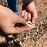 colheita da soja em mato grosso seca baixa produtividade