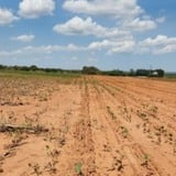 Plantio de soja atrasado em Mato Grosso Foto Aprosoja-MT