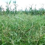 Buva pode gerar perdas de até 60% na produtividade das lavouras de soja