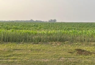 Verdadeiras lavouras de milho tiguera em Mato Grosso