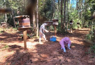 Indea-MT investiga mortes abelhas brasnorte