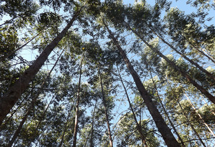 biomassa eucalipto