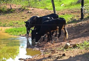 mt sustentável plantar água foto leandro balbino canal rural mato grosso 1