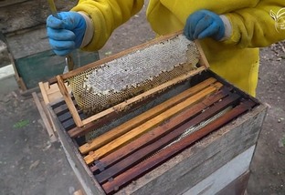 mt sustentável produção de mel selo pantanal cáceres