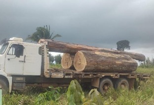 madeira apreendida em colniza foto policia civil de mato grosso