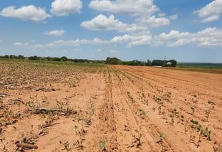 Plantio de soja atrasado em Mato Grosso Foto Aprosoja-MT