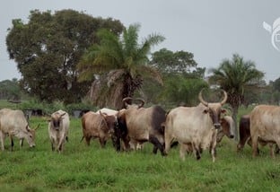 Pesquisa desenvolvida em Mato Grosso revela que práticas inovadoras resultam em aumentos significativos a produtividade pecuária