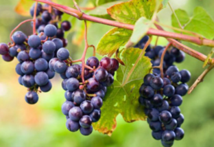 produção, uva, vinho, espumante