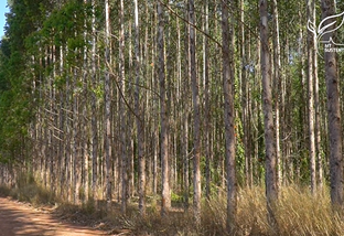 Mato Grosso vive momento de expansão de florestas plantadas
