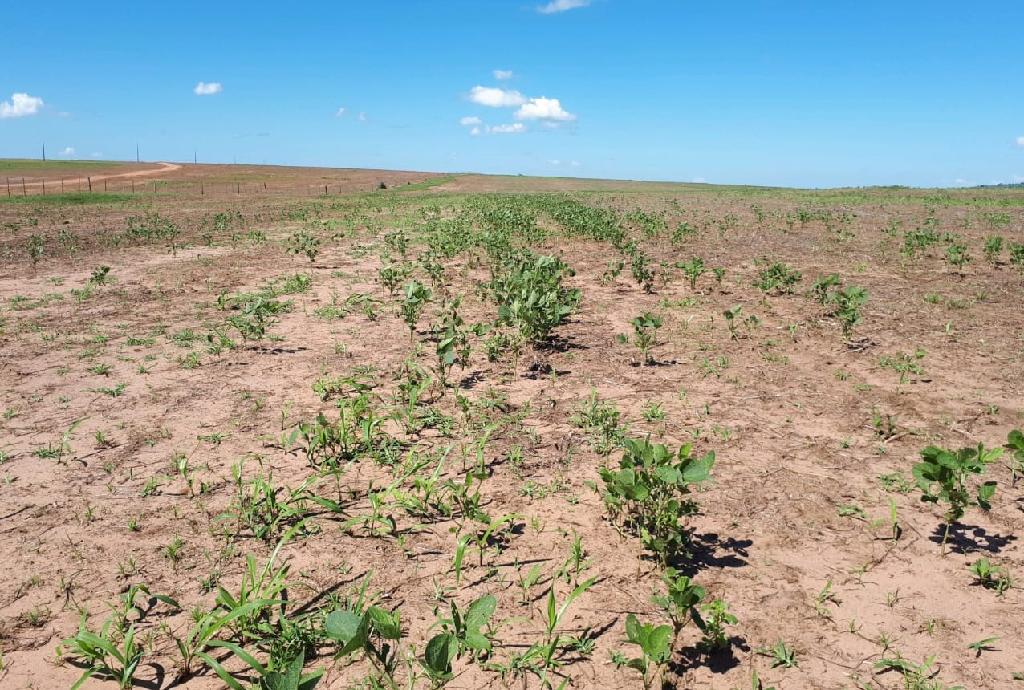 Vazio sanitário da soja começa na segunda-feira (15) em Mato Grosso