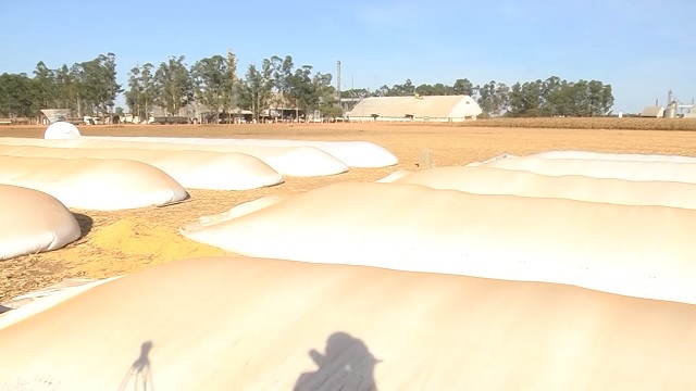 silo bag mato grosso foto canal rural mato grosso