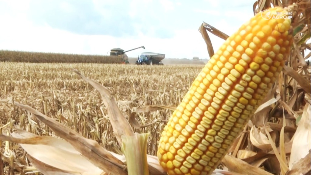 Desvalorização do milho e soja em Mato Grosso