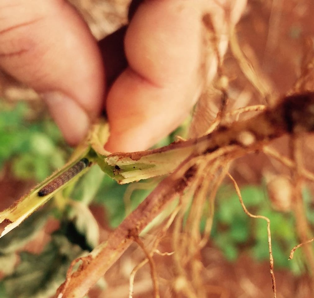 Lagarta elasmo (Elasmopalpus lignosellus), praga que penetra na planta de soja à altura do colo. Foto: Fundação Mato Grosso